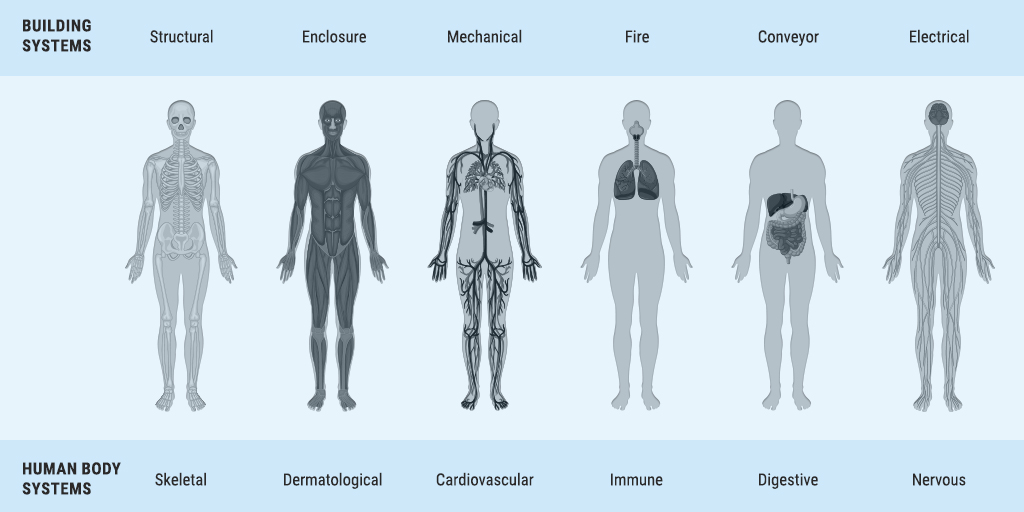 Synergy between Building Systems and Human Body Systems Infographic