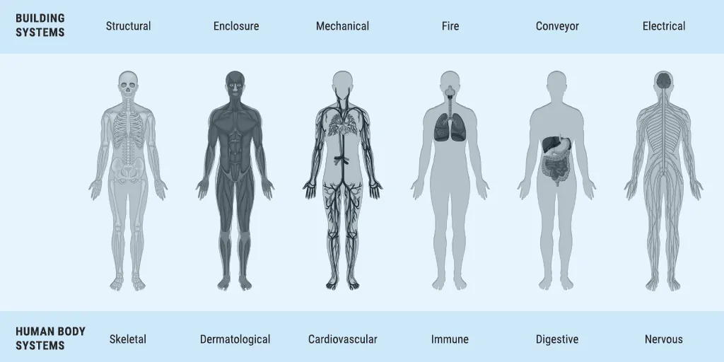 Synergy between Building Systems and Human Body Systems Infographic